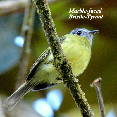 Marble-faced Bristle-Tyrant